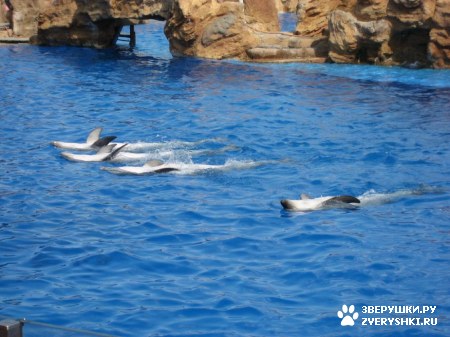 ������ �� ����������� :) (31 ����)