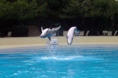 ������ �� ����������� :) (31 ����)