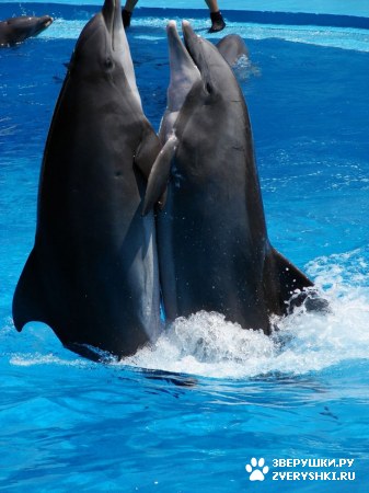 ������ �� ����������� :) (31 ����)