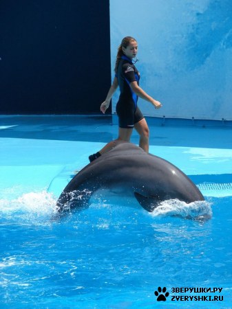 ������ �� ����������� :) (31 ����)