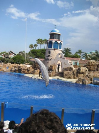 ������ �� ����������� :) (31 ����)