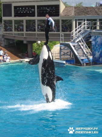 ������ �� ����������� :) (31 ����)