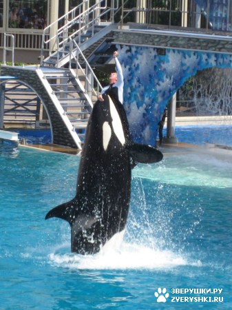 ������ �� ����������� :) (31 ����)