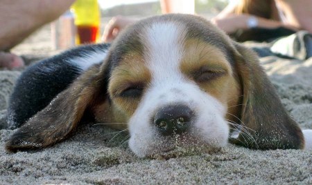 �������� - ������� :) (8 ����)