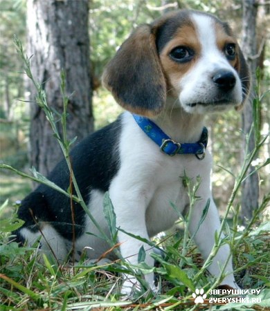 �������� - ������� :) (8 ����)