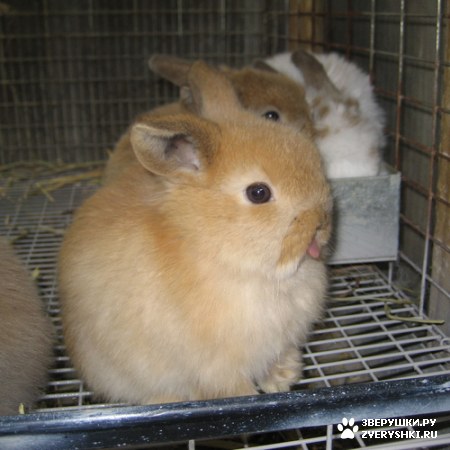 �������� � ������� :)