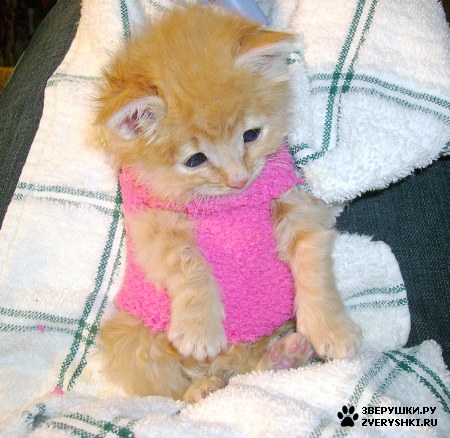 ������ � ������� :) (3 ����)