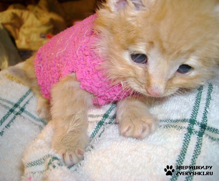 ������ � ������� :) (3 ����)