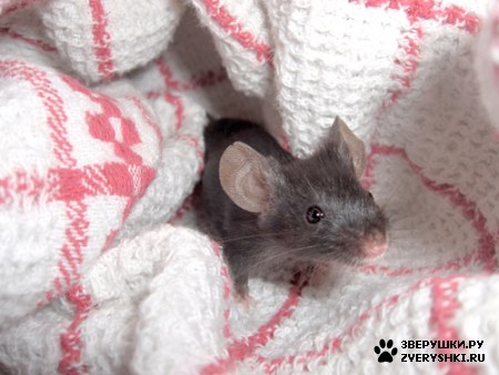 � ��� ���? :)