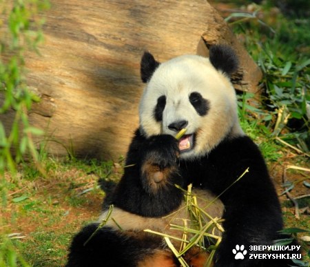 ����� ������� :)