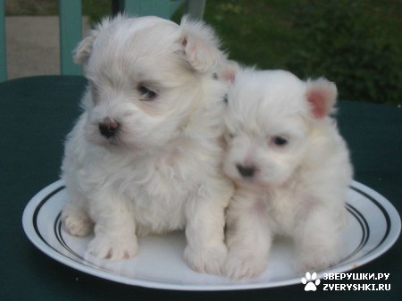 ������� �� �������� � �������� :)