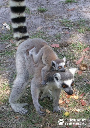 ��������� ���������� :)