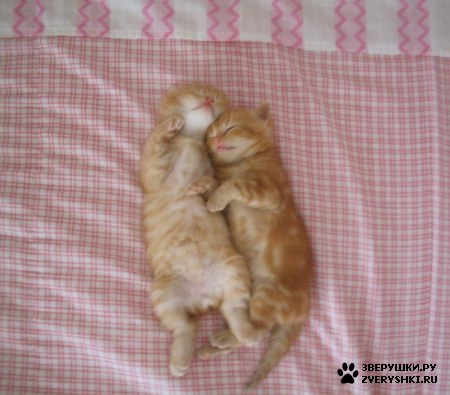 �������� :)