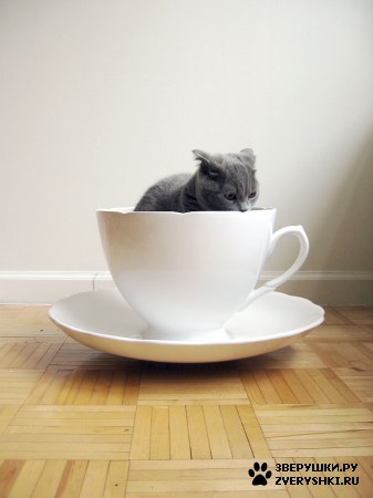 ���� � ������ :) (2 ����)