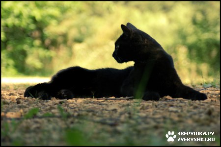 ����������� ����� �������� ������ �����