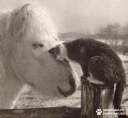 ���������� �������� :)