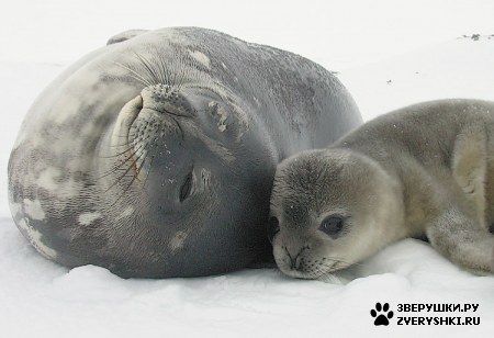 ���������� �������� :)