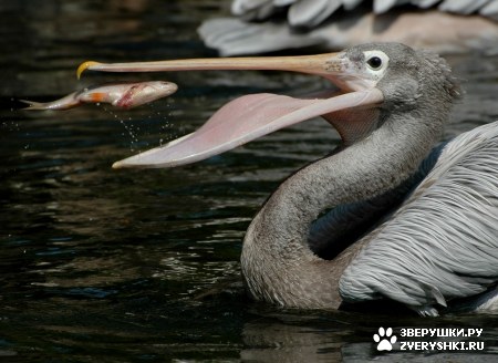 ��� ����� ����� � ���! :)