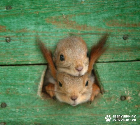 ���������� ������� :)