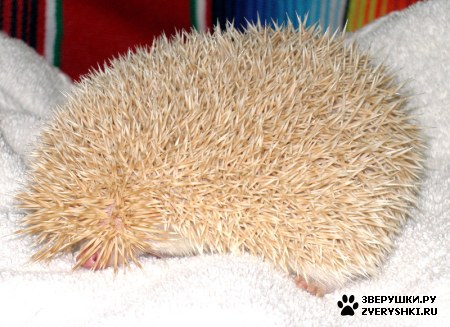 ����� �����, ��� � ��� ��� � 1 ����? :) (2 ����)