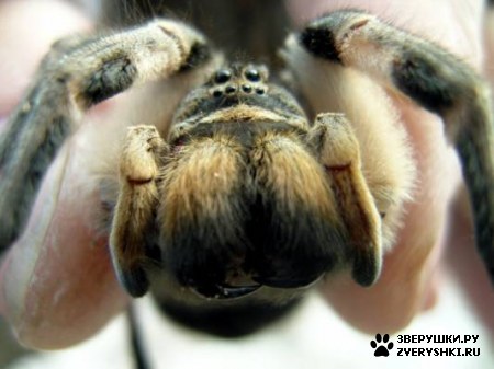 ��������� :) (5 ����)