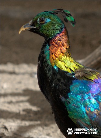 ����������� �����, �������� :)