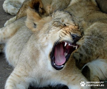 ������� ����� - ����� �������! :)