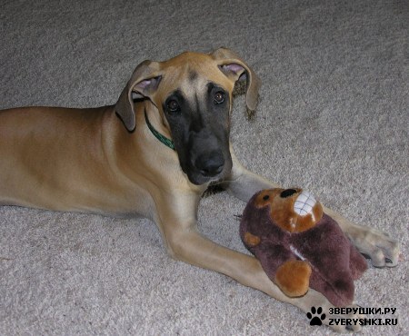 ���� (9 ����) :)