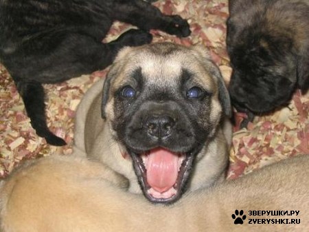 ����� ���������� :)