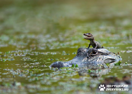 �������� ��� ��������! :)