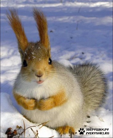 �� ������ ��, � �����������? :)