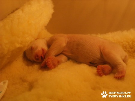 ���������� ���� (20 ����)