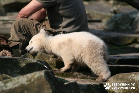 ���������� ���� (20 ����)