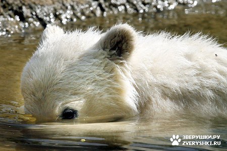 ���������� ���� (20 ����)