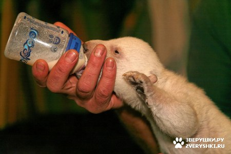 ���������� ���� (20 ����)