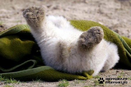 ���������� ���� (20 ����)