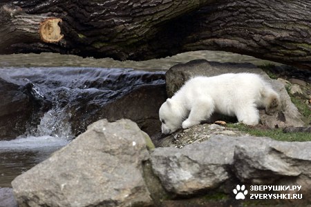 ���������� ���� (20 ����)