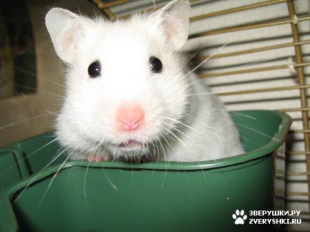 ����� ������� :) (10 ����)