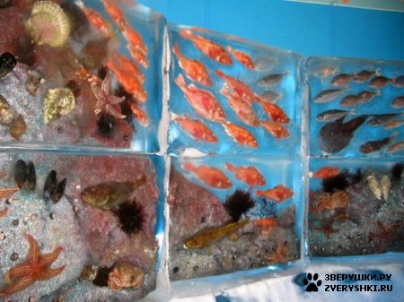 ������� ������� (6 ����)