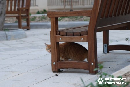 ����� �������� ������� ������