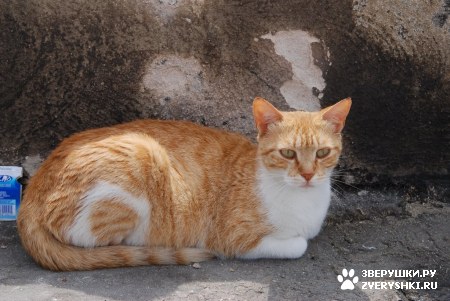 ����� �������� ������� ������