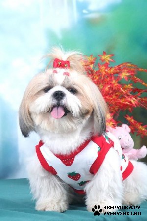 ������ ���-������ :) (4 ����)