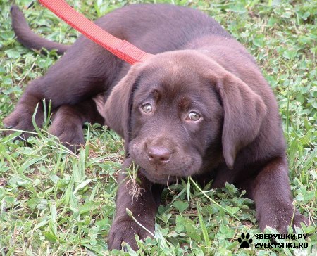 ����� - ���������� �������� :) (13 ����)