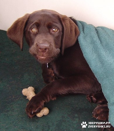 ����� - ���������� �������� :) (13 ����)