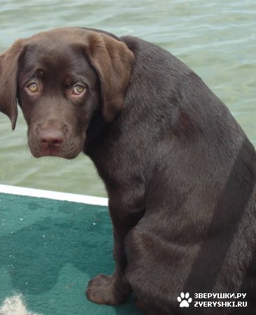 ����� - ���������� �������� :) (13 ����)