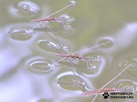 �������� �������� ������������