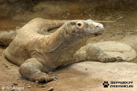 ������������ ���� - ������ (7 ����)