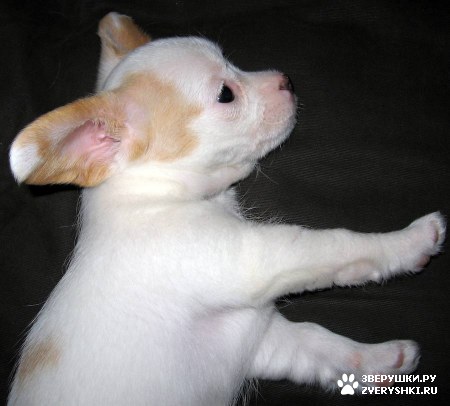 ����, ������ �����-��� :) (13 ����)