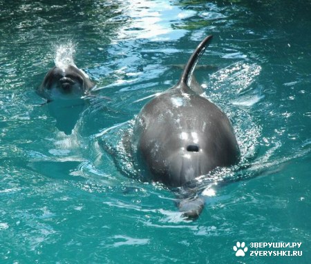 �������� ���� :)