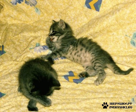 ����� ������ :)